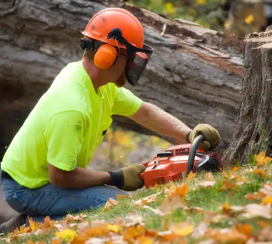 tree services Ashley Heights